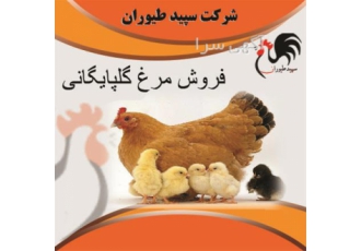 جوجه و مرغ اصلاح شده گلپایگانی - طیور