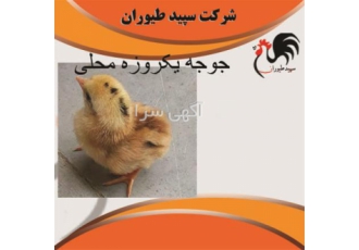 فروش جوجه مرغ محلی خرید جوجه محلی یک روزه طیور در تهران فروش جوجه مرغ