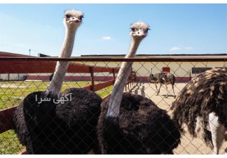 آموزش پرورش شتر مرغ به صورت تخصصی .