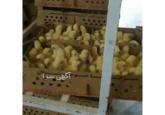 فروش انواع جوجه گوشتی طیور در تهران فروش و تحویل جوجه یک روزه گوشتی