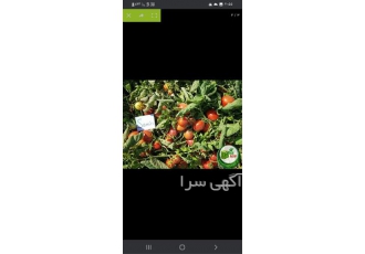 بذرگوجه فرنگی ثمین در شیراز نوع کشت فضای باز شکل و تیپ میوه بلوکی تخم