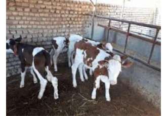 فروش گوساله سیمینتال هلشتاین پرواری محلی داشتی در تهران فروش