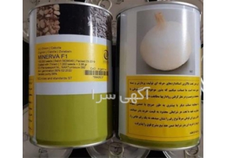 فروش بذر پیاز منیروا با کیفیت _بوته قوی