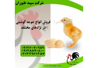 فروش جوجه مرغ گوشتی - فروش جوجه یک روزه محلی