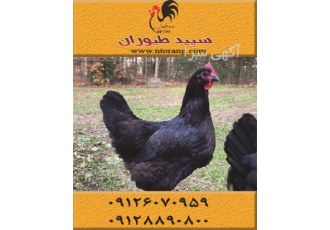 قیمت مرغ بلک استار ، فروش مرغ محلی بلک استار- طیور