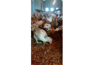 فروش جوجه محلی ۱ ماهه در نور فروش جوجه محلی 1 ماهه از نژاد اصلاح نژاد