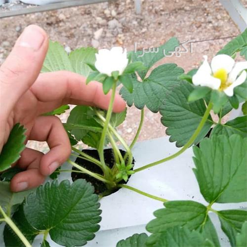 گلخانه هیدروپونیک توت فرنگی