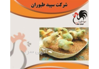 راس جوجه یک روزه گوشتی راس طیور در تهران راس جوجه یک روزه گوشتی راس