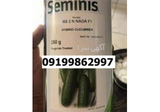 بذر خیار n۲ پرفروش اصل بازار پسند در اصفهان بذر خیار n2 یکی از پرفروش