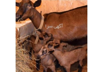 دوره جامع آموزشی پرورش گوسفند و بز در اصفهان به نام خدا دوره جامع
