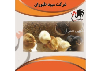 جوجه یک روزه محلی جوجه یک روزه اردک طیور در تهران جوجه یک روزه محلی