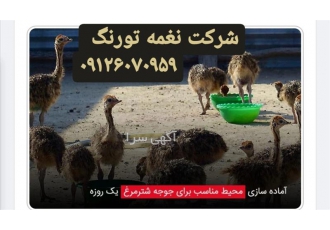 قیمت جوجه شتر مرغ یک روزه تا ۳ ماهه طیور در تهران قیمت جوجه شتر مرغ