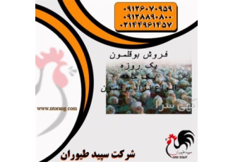قیمت دان بوقلمون ، قیمت جوجه یک روزه بوقلمون