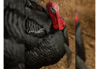 آموزش پرورش بوقلمون - توسط استاد فوق حرفه ای