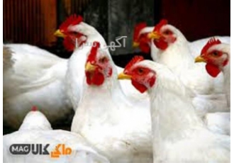 دوره تخصصی آموزش جیره نویسی طیور