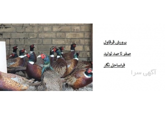 پرورش قرقاول از صفر تا صد در تهران پرورش قرقاول از صفر تا صد شامل چرخه