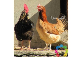خرید مرغ و خروس فونیکس در تهران خرید مرغ و خروس فونیکس مرغ کوشین مرغ