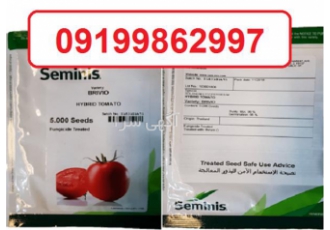 بذر گوجه فرنگی بریویو هیبرید ، گرد شکل