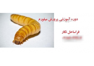 دوره آموزشی میل ورم یا Mealworm یا Meal worm