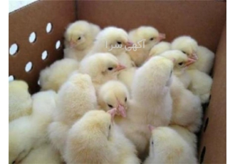فروش نیمچه مرغ محلی ۳ و ۴ ماهه در اصفهان فروش نیمچه مرغ محلی 3 و 4 ماهه