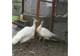فروش تخم نطفه دار طاووس سفید و جوجه یک ماهه