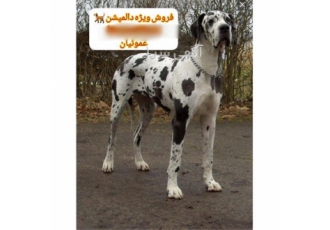 فروش و عرضه سگ دالمیشن اصیل با کیفیت بی‌نظیر