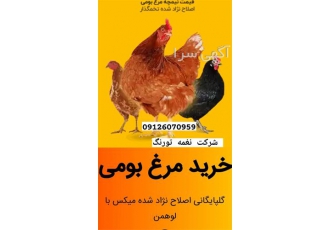 فروش مرغ ۵ ماهه و۶ ماهه محلی گلپایگان آماده تخم در تهران فروش مرغ 5