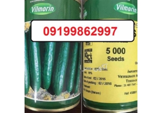 فروش بذر خیار ویلمورین بذر خیار زودرس اصل در اردبیل دارای بوته ای