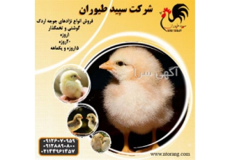 فروش ویژه جوجه مرغ گوشتی محلی طیور در تهران فروش ویژه جوجه مرغ گوشتی