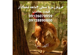 فروش مرغ محلی تخمگذار ۴ ماهه با کیفیت نغمه تورن در تهران پرورش مرغ محلی