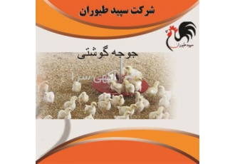 فروش جوجه مرغ گوشتی همه روزه طیور در تهران فروش جوجه مرغ گوشتی همه