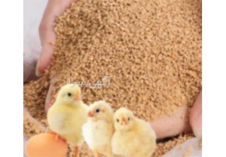 فروش دان جوجه گوشتی در تهران مصرف دان جوجه گوشتی به عوامل بسیاری بستگی