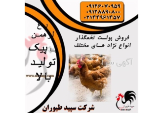فروش مرغ شش ماهه تخم گذار لوهمن در تهران فروش مرغ شش ماهه تخم گذار