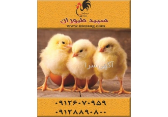 فروش جوجه گوشتی 1روزه _ قیمت جوجه گوشتی