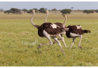 آموزشی حضوری پرورش دام و طیور