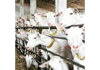 آموزش اصول پرورش و مدیریت گله های میش داشتی