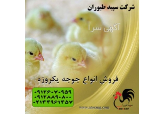 فروش جوجه گوشتی یک روزه فروش جوجه مرغ راس طیور در تهران فروش جوجه