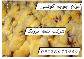 پرورش جوجه گوشتی آرین در تهران مهمترین اصل در مدیریت جوجه گوشتی