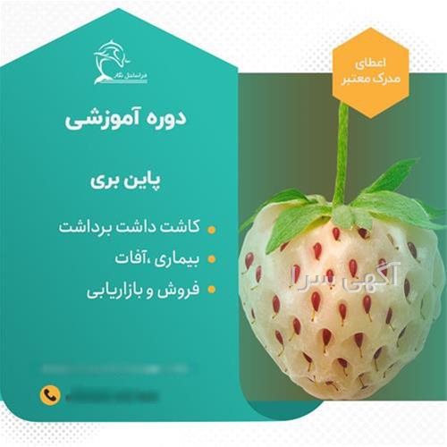 بذر کمیاب