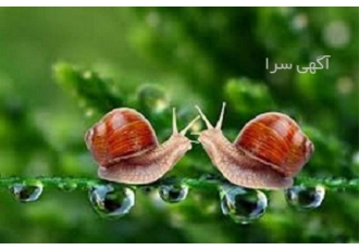 آموزش حلزون به صورت تخصصی