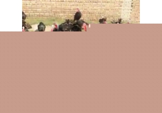 تخم نطفه دار بوقلمون برنز تخم بوقلمون