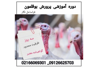 دوره آموزشی پرورش بوقلمون سنتی و صنعتی در تهران آشنایی با مدیریت پرورش