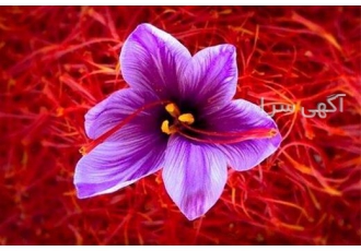 آموزش پرورش زعفران همراه با ارائه مدرک نامه معتبر در تهران آموزش پرورش