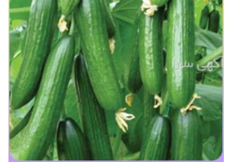 فروش عمده بذر خیار سوپر سلطان در اصفهان بذر خیار سوپر سلطان بذر خیار