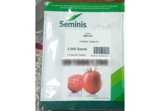 بذر گوجه فرنگی برویو در اهواز فروش بذر گوجه فرنگی برویو نوع کشت فضای