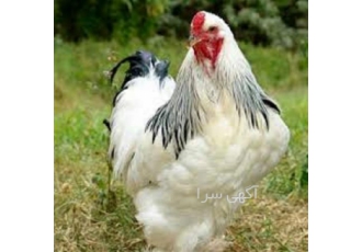 آموزش تخصصی پرورش مرغ بومی