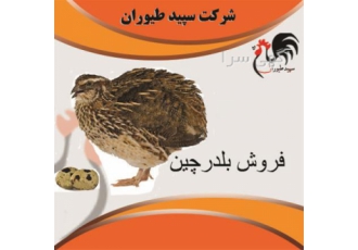 فروش جوجه بلدرچین تخمگذار طیور در تهران فروش جوجه بلدرچین تخمگذار