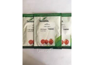 فروش بذر گوجه فرنگی برنتا با کیفیت