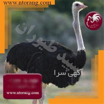 ویتامین d3 طیور