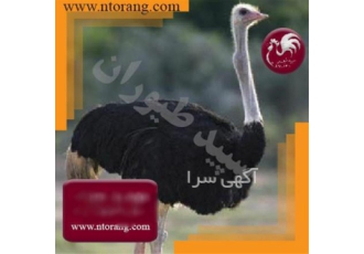 خرید جوجه شترمرغ دان جوجه شترمرغ طیور در تهران جوجه شترمرغ